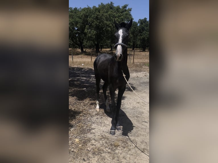 Lusitano Stallion 1 year 15 hh Grey in Castelo Branco