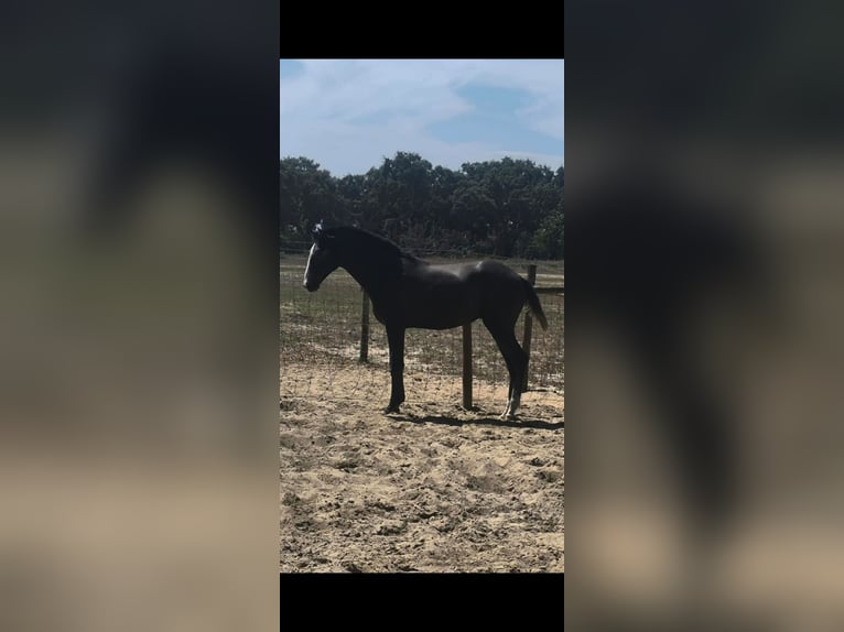 Lusitano Stallion 1 year 15 hh Grey in Castelo Branco