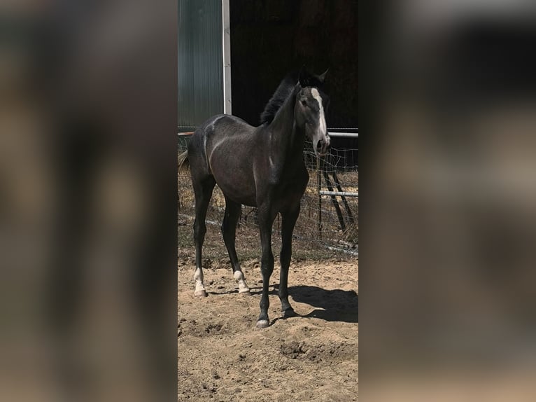 Lusitano Stallion 1 year 15 hh Grey in Castelo Branco