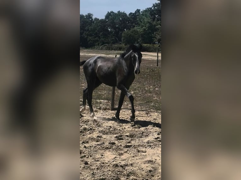Lusitano Stallion 1 year 15 hh Grey in Castelo Branco