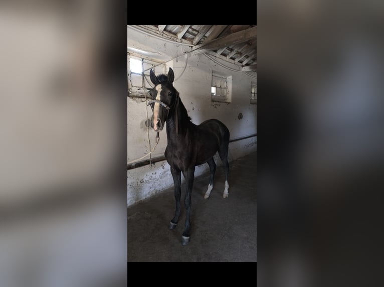 Lusitano Stallion 1 year 15 hh Grey in Castelo Branco