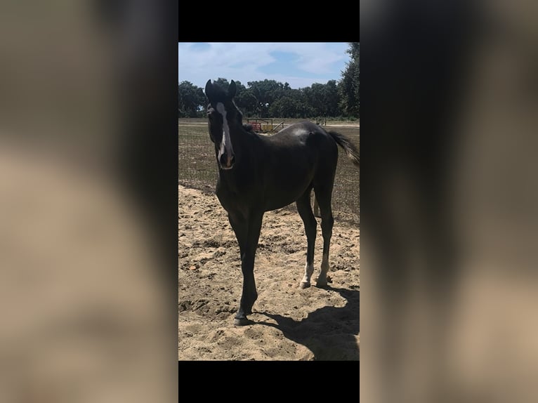 Lusitano Stallion 1 year 15 hh Grey in Castelo Branco