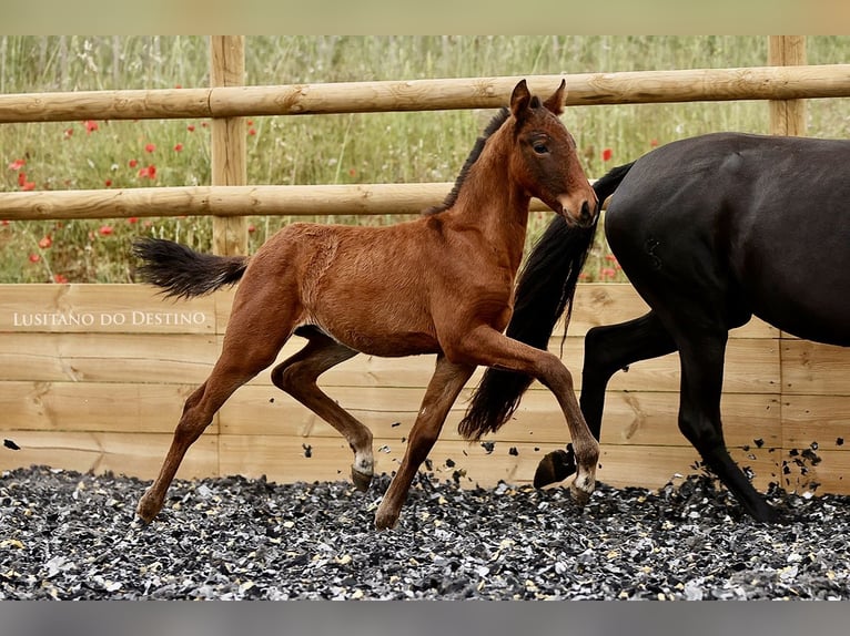 Lusitano Mix Stallion 1 year 15,1 hh Bay-Dark in Générac
