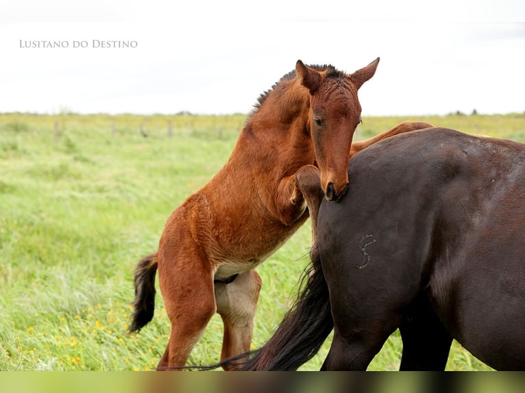 Lusitano Mix Stallion 1 year 15,1 hh Bay-Dark in Générac