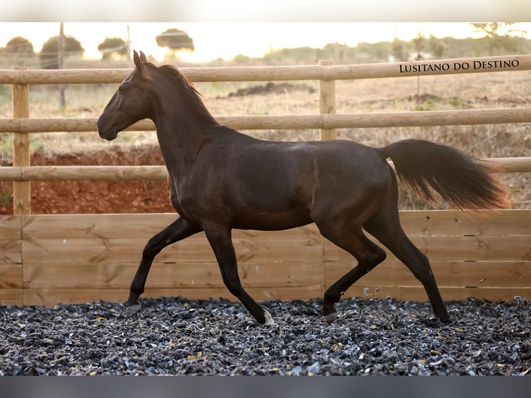 Lusitano Mix Stallion 1 year 15,1 hh Black in G&#xE9;n&#xE9;rac