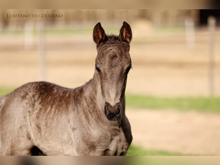 Lusitano Mix Stallion 1 year 15,1 hh Black in G&#xE9;n&#xE9;rac