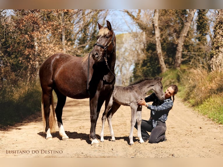 Lusitano Mix Stallion 1 year 15,1 hh Black in G&#xE9;n&#xE9;rac