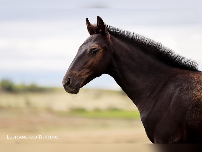 Lusitano Mix Stallion 1 year 15,1 hh Black in G&#xE9;n&#xE9;rac