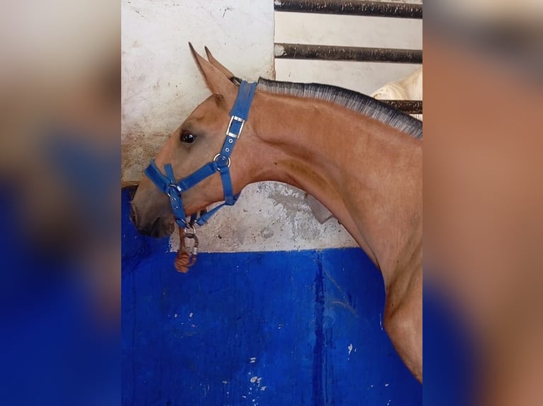 Lusitano Stallion 1 year 15,1 hh Dun in Las Pi&#xF1;as