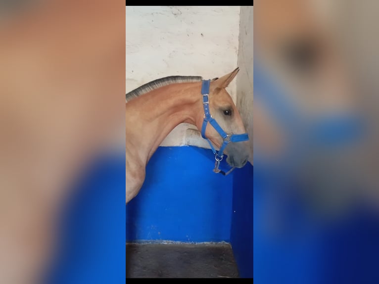 Lusitano Stallion 1 year 15,1 hh Dun in Las Pi&#xF1;as