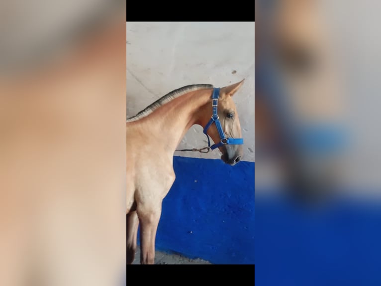 Lusitano Stallion 1 year 15,1 hh Dun in Las Pi&#xF1;as