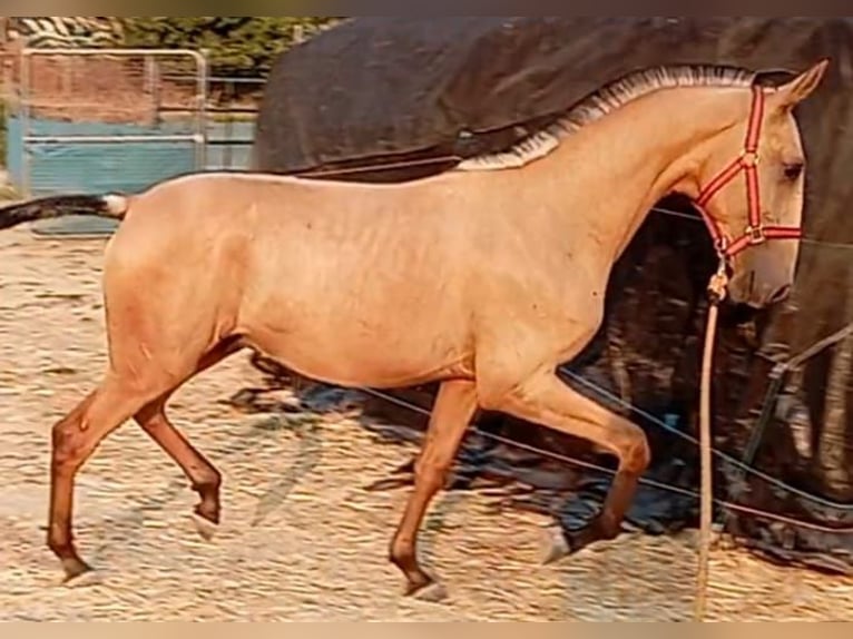 Lusitano Stallion 1 year 15,1 hh Dun in Las Pi&#xF1;as
