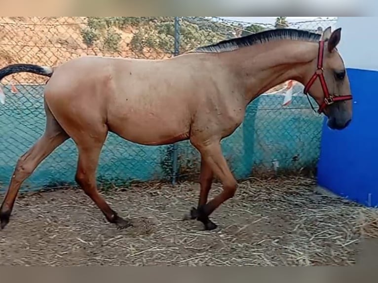 Lusitano Stallion 1 year 15,1 hh Dun in Las Pi&#xF1;as