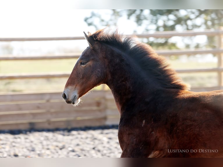 Lusitano Mix Stallion 1 year 15,2 hh Brown in Générac