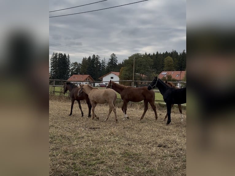 Lusitano Stallion 1 year 15,2 hh Red Dun in Fuchstal