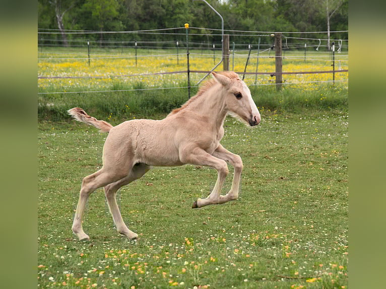 Lusitano Stallion 1 year 15,2 hh Red Dun in Fuchstal