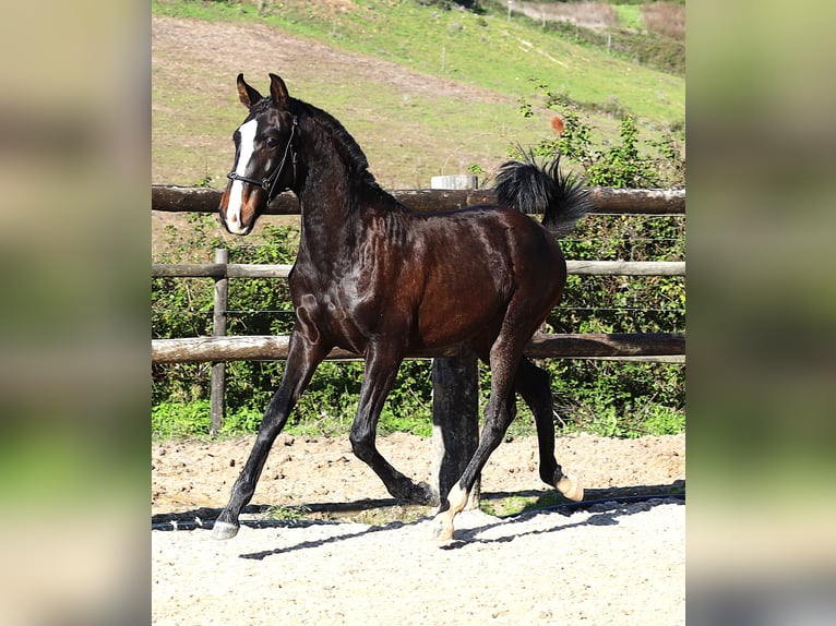 Lusitano Stallion 1 year 16.1 hh Bay-Dark in Ribamar
