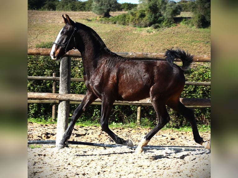 Lusitano Stallion 1 year 16.1 hh Bay-Dark in Ribamar