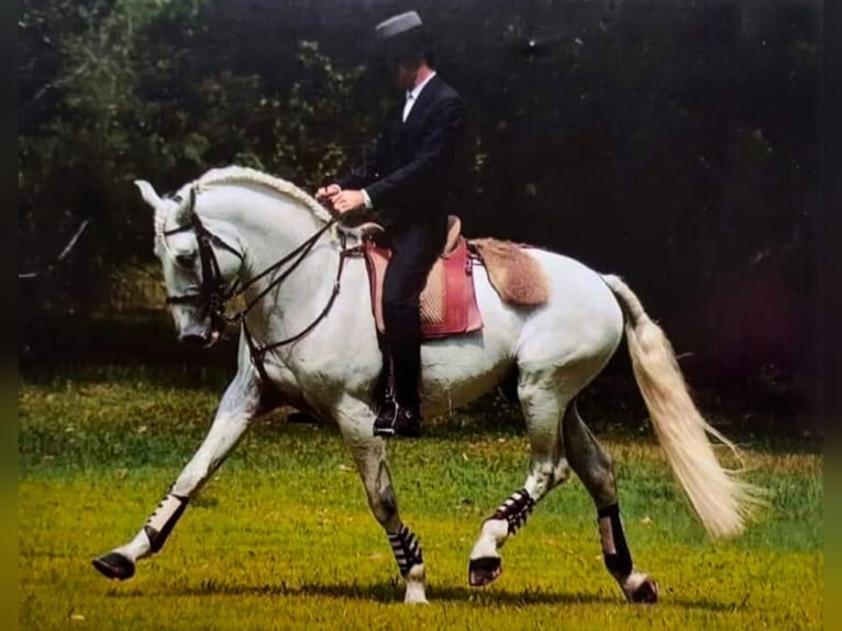 Lusitano Stallion 1 year 16,1 hh Champagne in Tojal