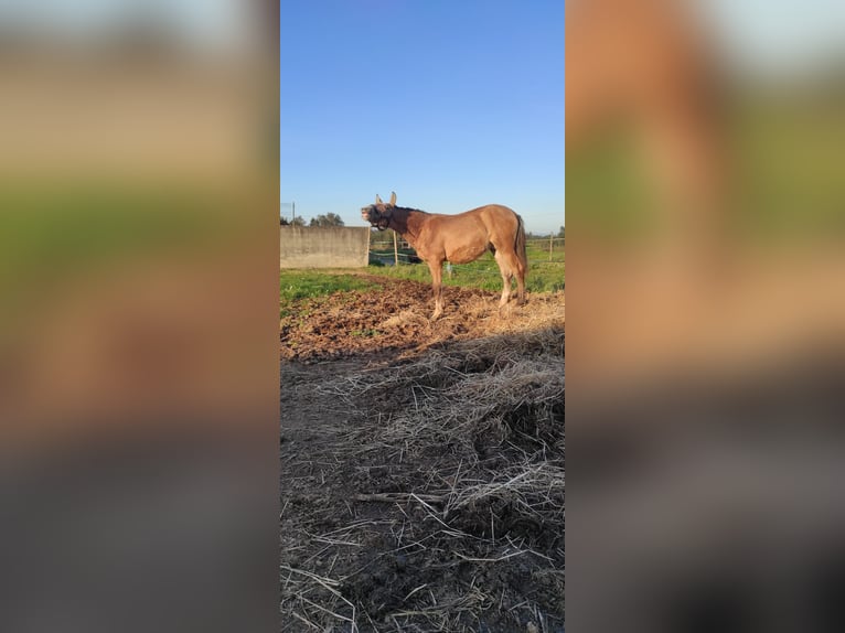 Lusitano Stallion 1 year 16,1 hh Champagne in Tojal