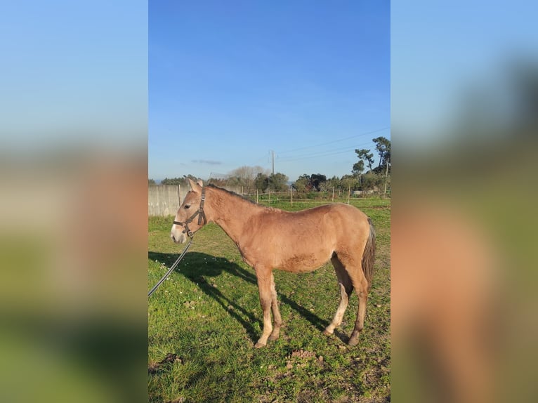 Lusitano Stallion 1 year 16,1 hh Champagne in Tojal