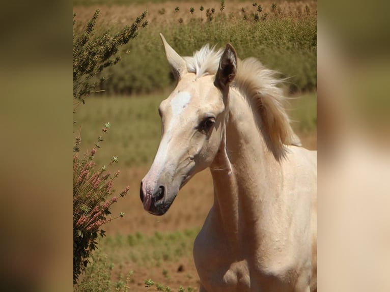 Lusitano Stallion 1 year 16,1 hh Palomino in Rio Maior