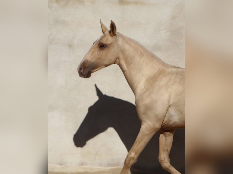 Lusitano Stallion 1 year 16,1 hh Palomino in Rio Maior