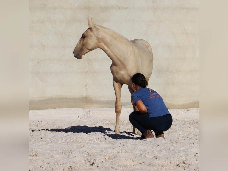 Lusitano Stallion 1 year 16,1 hh Palomino in Rio Maior