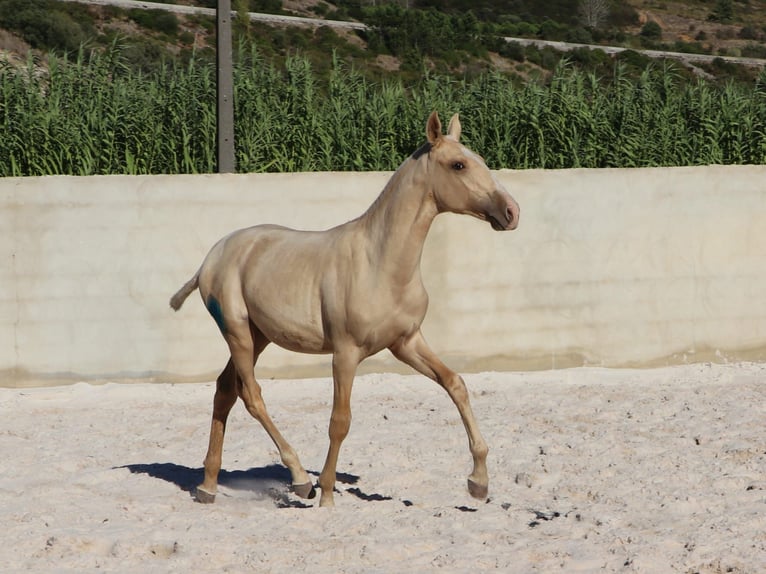 Lusitano Stallion 1 year 16,1 hh Palomino in Rio Maior
