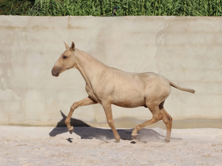 Lusitano Stallion 1 year 16,1 hh Palomino in Rio Maior
