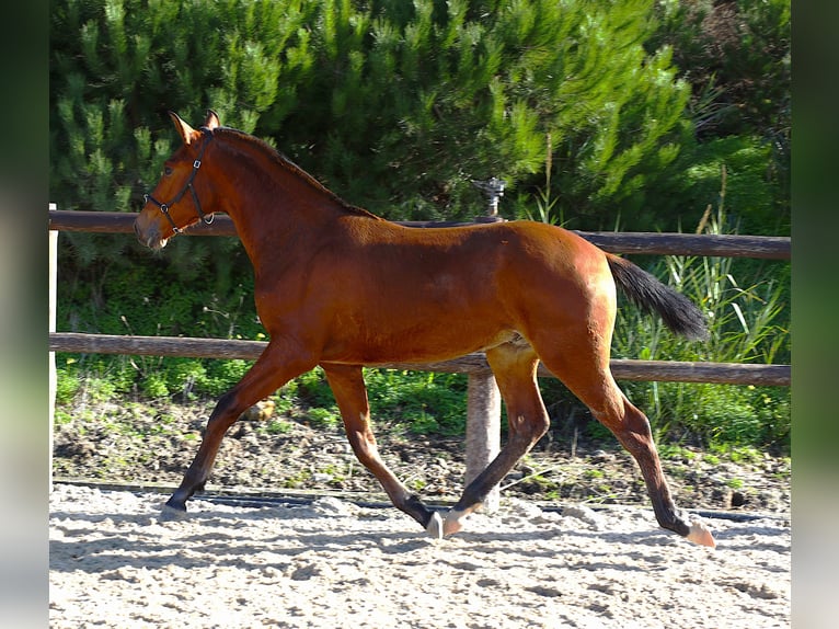Lusitano Stallion 1 year 16.2 hh Brown in Ribamar