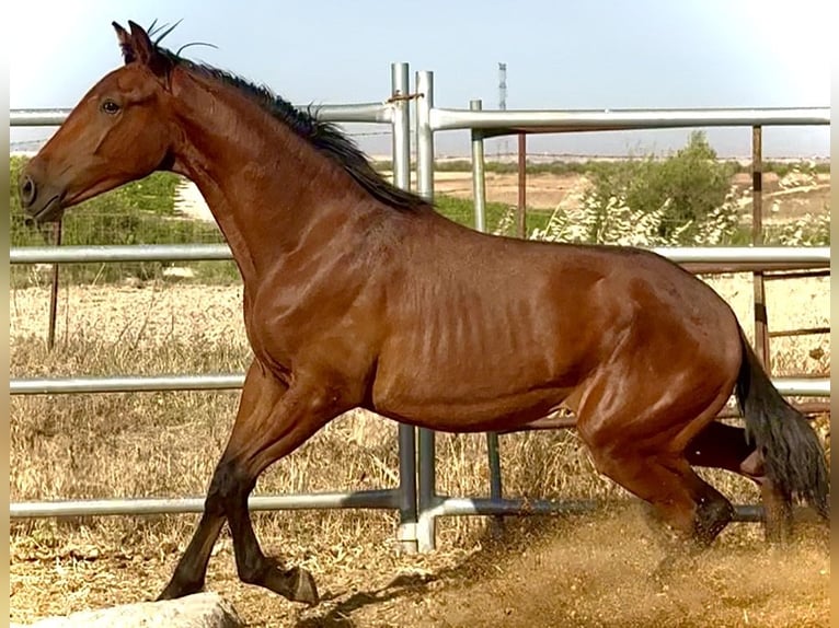 Lusitano Stallion 1 year 16.2 hh Dun in Bienvenida