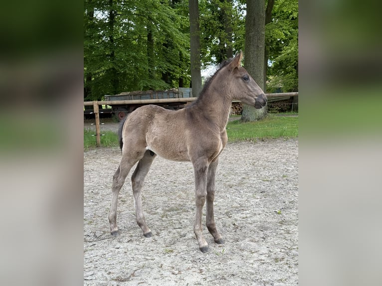 Lusitano Stallion 1 year 16 hh Black in Lefitz