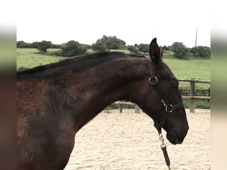 Lusitano Stallion 1 year 16 hh Black in Ribamar