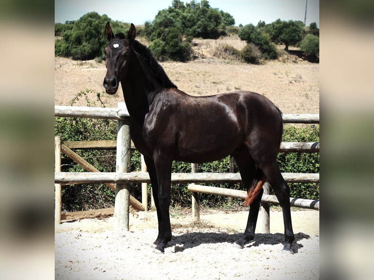 Lusitano Stallion 1 year 16 hh Black in Ribamar