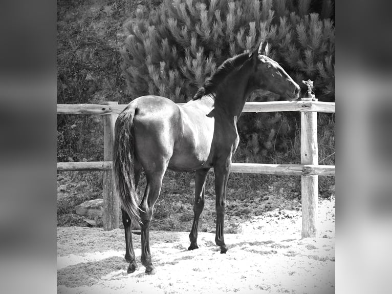 Lusitano Stallion 1 year 16 hh Black in Ribamar