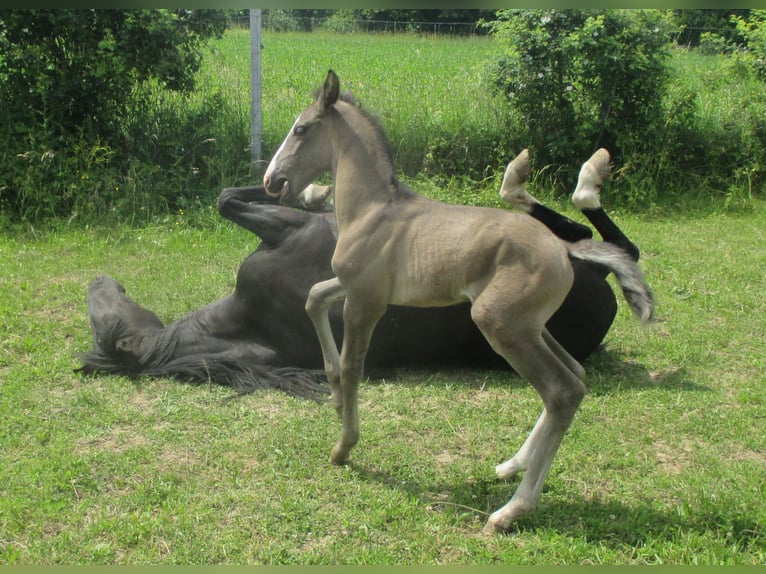 Lusitano Stallion 1 year 16 hh Black in Siegen