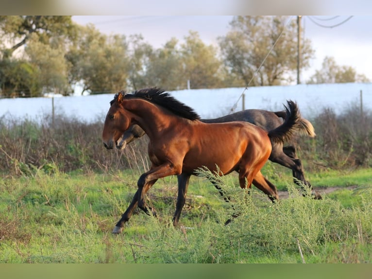 Lusitano Stallion 1 year 16 hh Brown in Rio-Maior