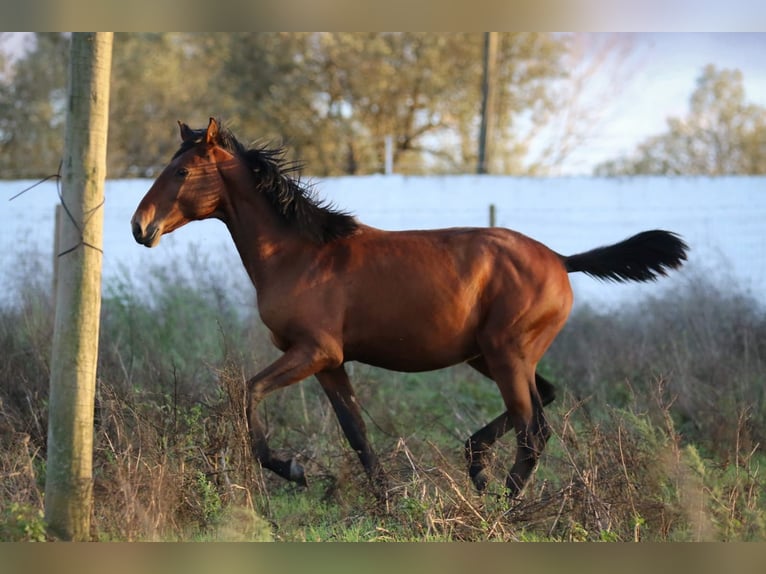 Lusitano Stallion 1 year 16 hh Brown in Rio-Maior