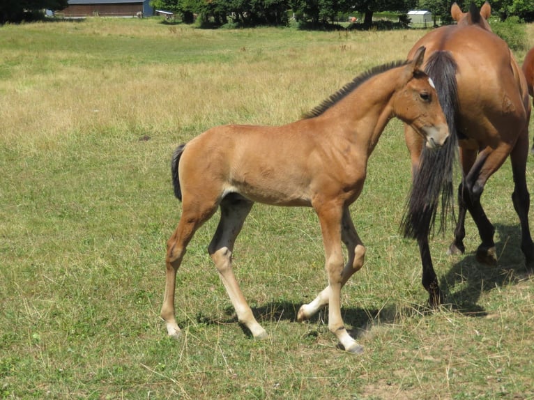 Lusitano Stallion 1 year 16 hh Brown-Light in Latinne