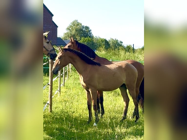 Lusitano Stallion 1 year 16 hh Brown-Light in Latinne