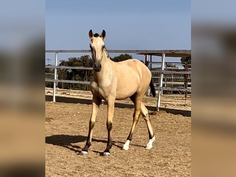 Lusitano Stallion 1 year 16 hh Buckskin in Rio Maior