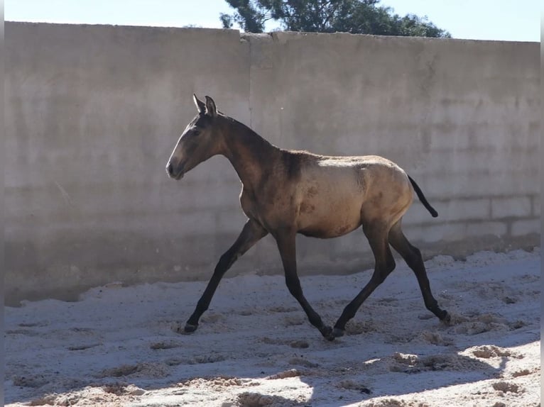 Lusitano Stallion 1 year 16 hh Buckskin in Torres Vedras