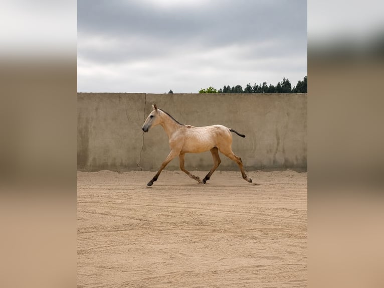 Lusitano Stallion 1 year 16 hh Buckskin in Herborn