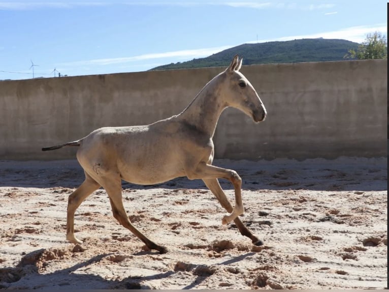 Lusitano Stallion 1 year 16 hh Buckskin in Torres Vedras