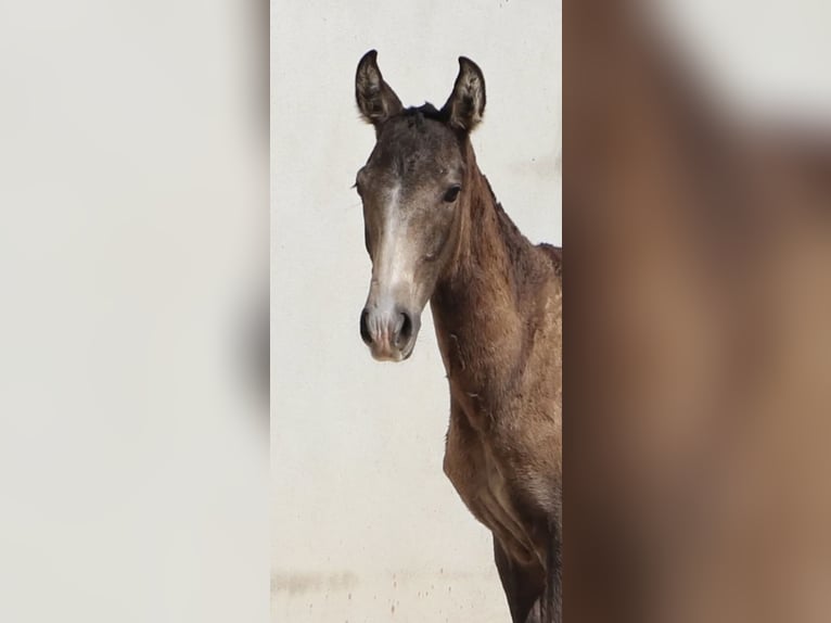 Lusitano Stallion 1 year 16 hh Can be white in Torres Vedras