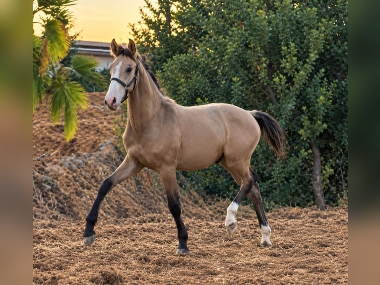 Lusitano Stallion 1 year 16 hh Dun in Casa Henry  Pera