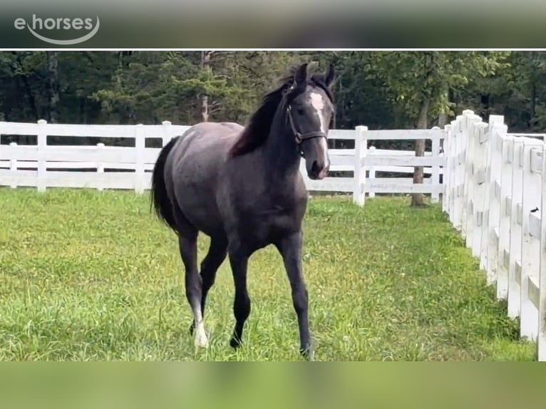 Lusitano Stallion 1 year 16 hh Grey in Stockton, NJ