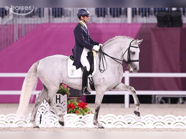 Lusitano Stallion 1 year 16 hh Grey in Stockton, NJ