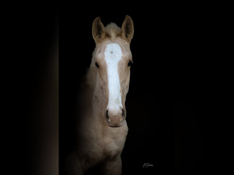 Lusitano Stallion 1 year 16 hh Palomino in Rio Maior